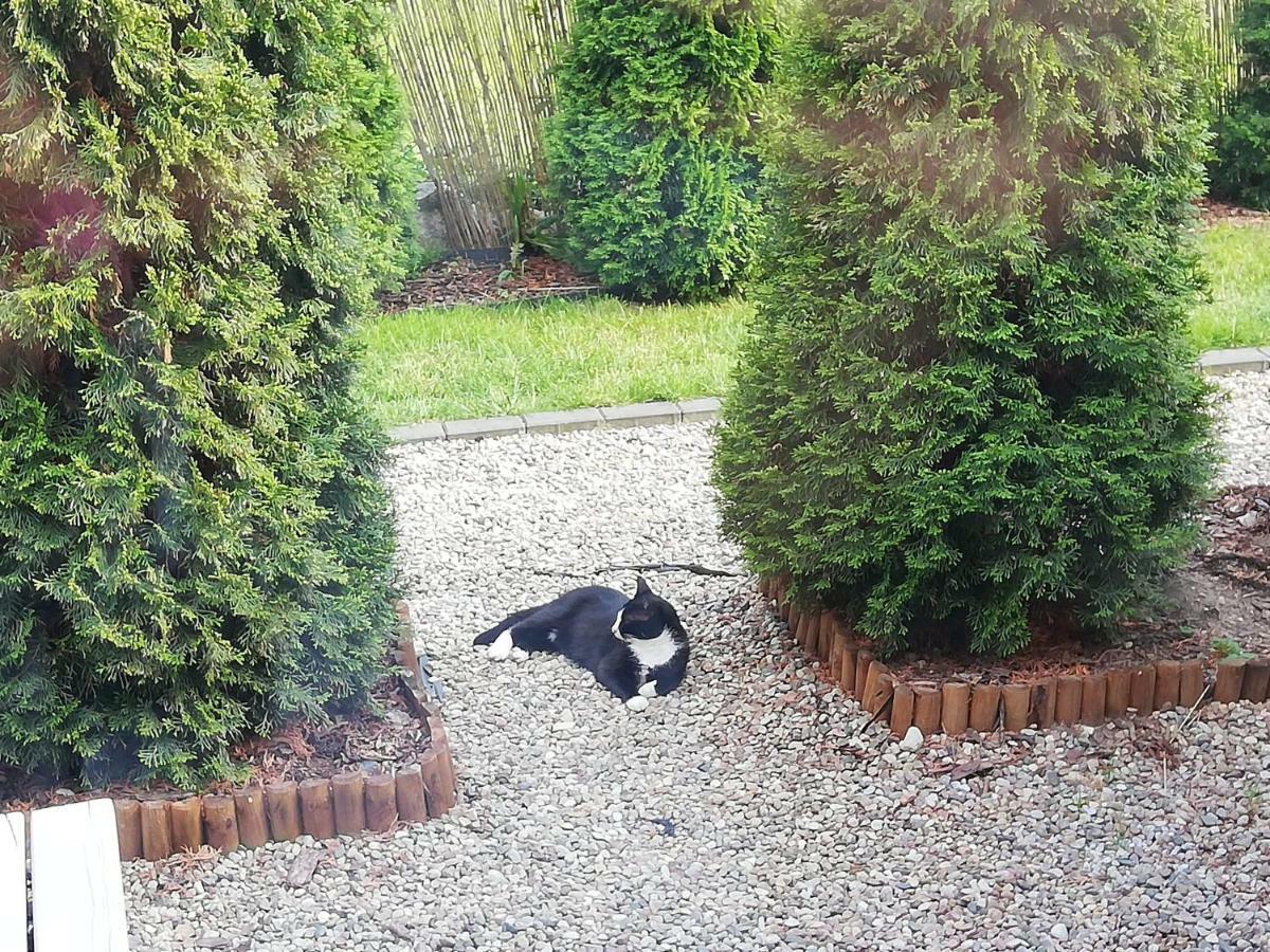 Domki Fala Family Dziwnówek Buitenkant foto